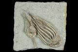 Two Crinoid (Macrocrinus) Fossils - Crawfordsville, Indiana #122979-1
